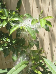 Milkweed seeds with floss parachutes