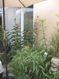 Milkweed garden in my atrium