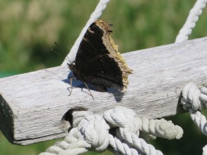 Mourning Cloak