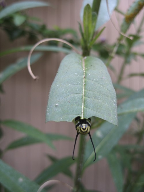 Caterpillar eating a milkweed leaf