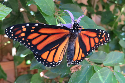 Musa de la Mariposa | Observations and other Musings from my Butterfly ...