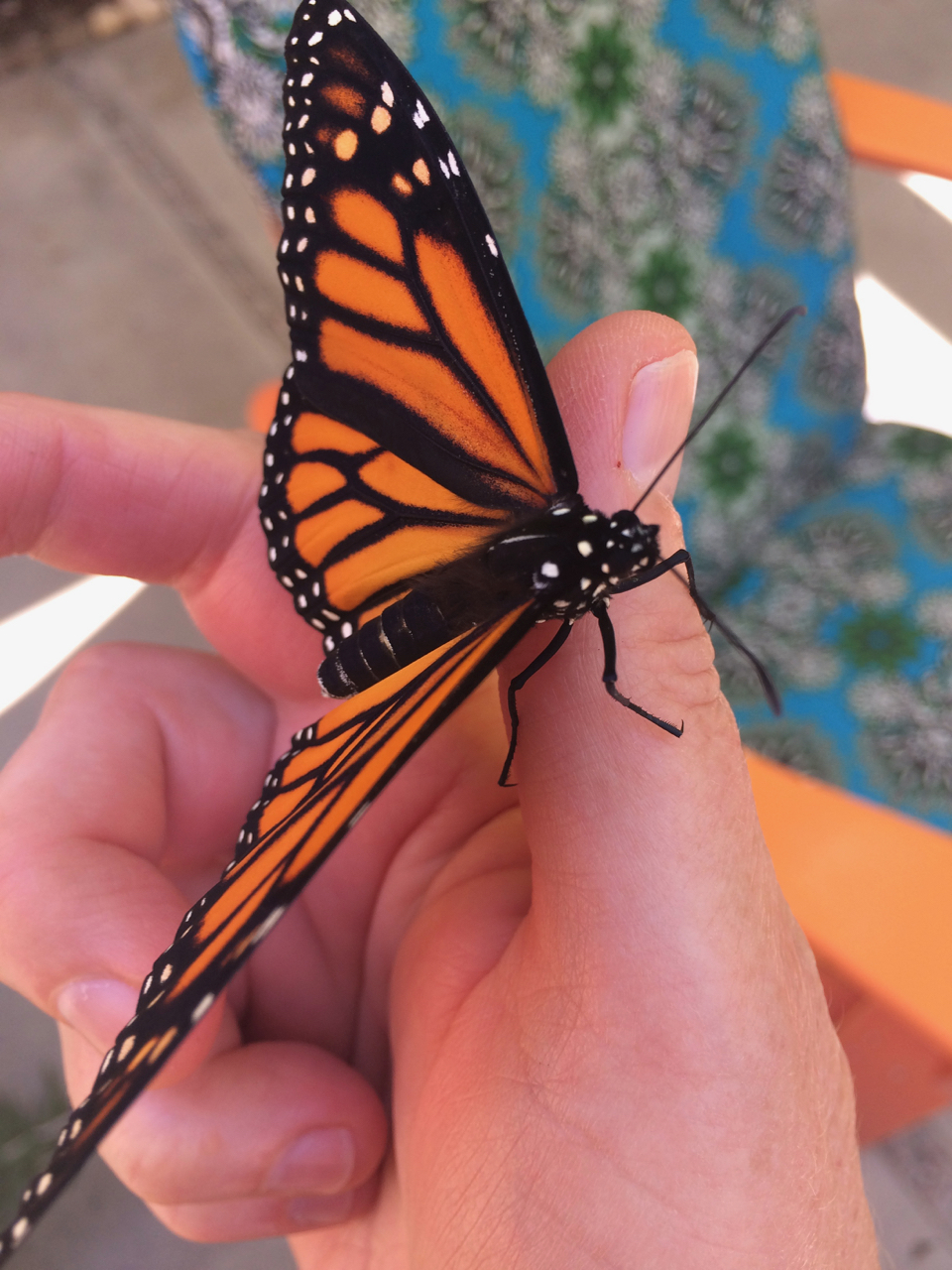 Musa de la Mariposa | Observations and other Musings from my Butterfly ...
