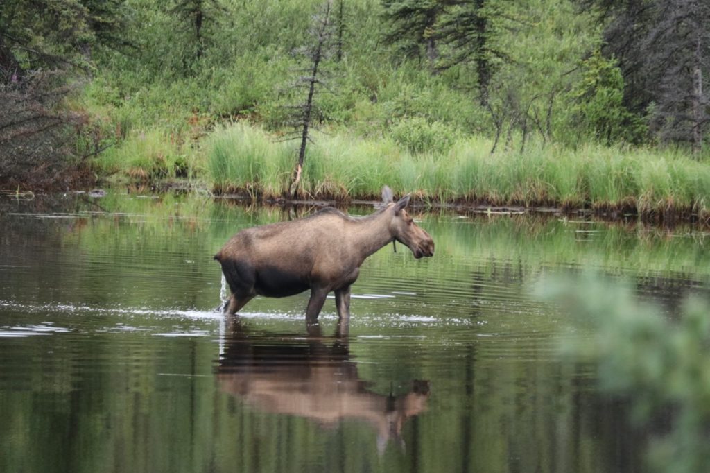 Do Moose Drink Where they Pee? | Musa de la Mariposa